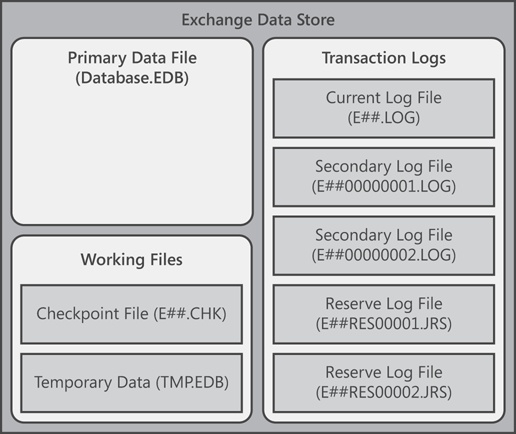 The Exchange data store has primary data files for each database as well as working files.